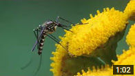 Les moustiques se nourrissent du nectar des fleurs