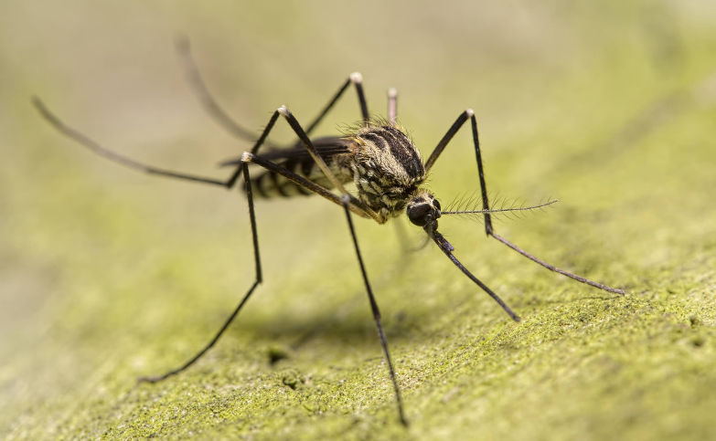 Pour lutter contre le moustique, il faut d'abord comprendre son